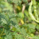 வன்னி மரத்தின் சக்திவாய்ந்த ஆன்மீகத்தகவல்கள்!