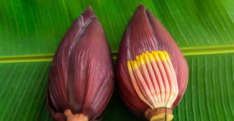 மருத்துவ குணம் நிறைந்த வாழைப்பூ! மருத்துவ குணம் நிறைந்த வாழைப்பூ!