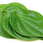 சிறுநீரக கோளாறுகளை சரி செய்யகுடிய வெற்றிலையின் மருத்துவம்