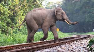 புகையிரதத்தில் மோதி உயிரிழந்த இரண்டு காட்டுயானைகள்..!