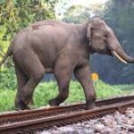 புகையிரதத்தில் மோதி உயிரிழந்த இரண்டு காட்டுயானைகள்..!