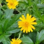 பல நோய்களை அண்டவிடாத கரிசலாங்கண்ணி மூலிகை!