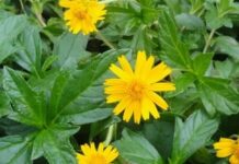 பல நோய்களை அண்டவிடாத கரிசலாங்கண்ணி மூலிகை!