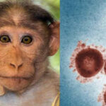 குரங்கு காய்ச்சல் நோயினால் இலங்கைக்கு ஏற்படக்கூடிய ஆபத்து குறித்து அறிக்கை!!