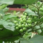 உணவில் சுண்டைக்காயை சேர்த்துக்கொள்வதால் என்ன பயன்கள்!