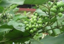 உணவில் சுண்டைக்காயை சேர்த்துக்கொள்வதால் என்ன பயன்கள்!