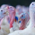 கனடாவில் கருணைக்கொலை செய்யப்படும் உயிரினங்கள்