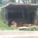 மிருகக்காட்சி சாலைகளில் பட்டினியால் வாடும் மிருகங்கள்