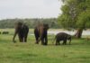 கொழும்பு 08-ல் லேக் டிரைவில் தி கால்ஃப் கட்டுமானம் தொடங்கியது