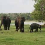 கொழும்பு 08-ல் லேக் டிரைவில் தி கால்ஃப் கட்டுமானம் தொடங்கியது